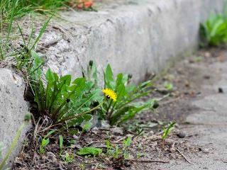 Weed Control